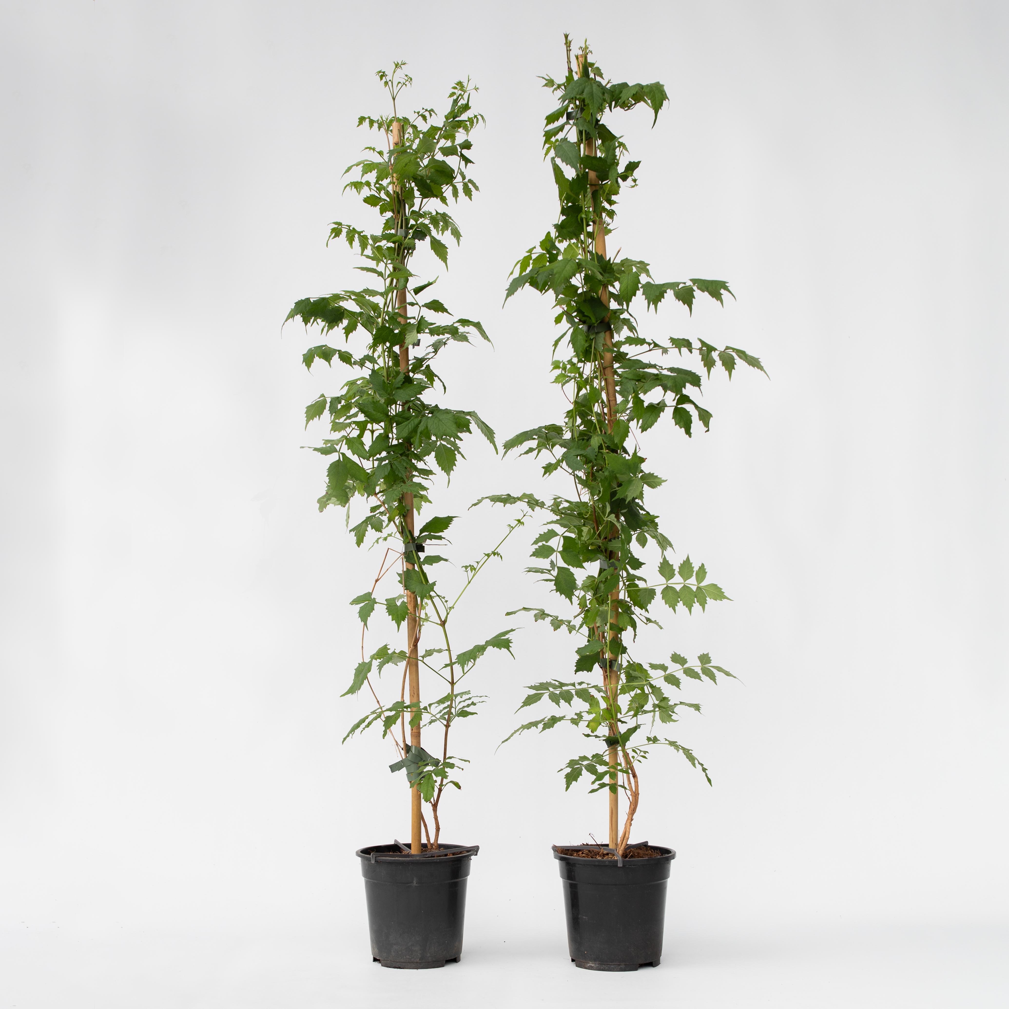 Plant in a Box - Trompetenkletterer - 2 Stk - Campsis 'Mme Galen' - H&ouml;he 110-120cm - Topf 17cm 