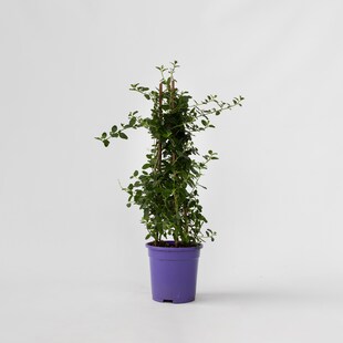 Plant in a Box - Säckelblume - Ceanothus thyrsiflorus Repens - Höhe 60-70cm - Topf 17cm 