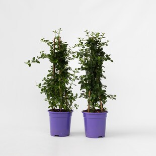 Plant in a Box - Säckelblume - 2 Stk - Ceanothus thyrsiflorus Repens - Höhe 60-70cm - Topf 17cm 