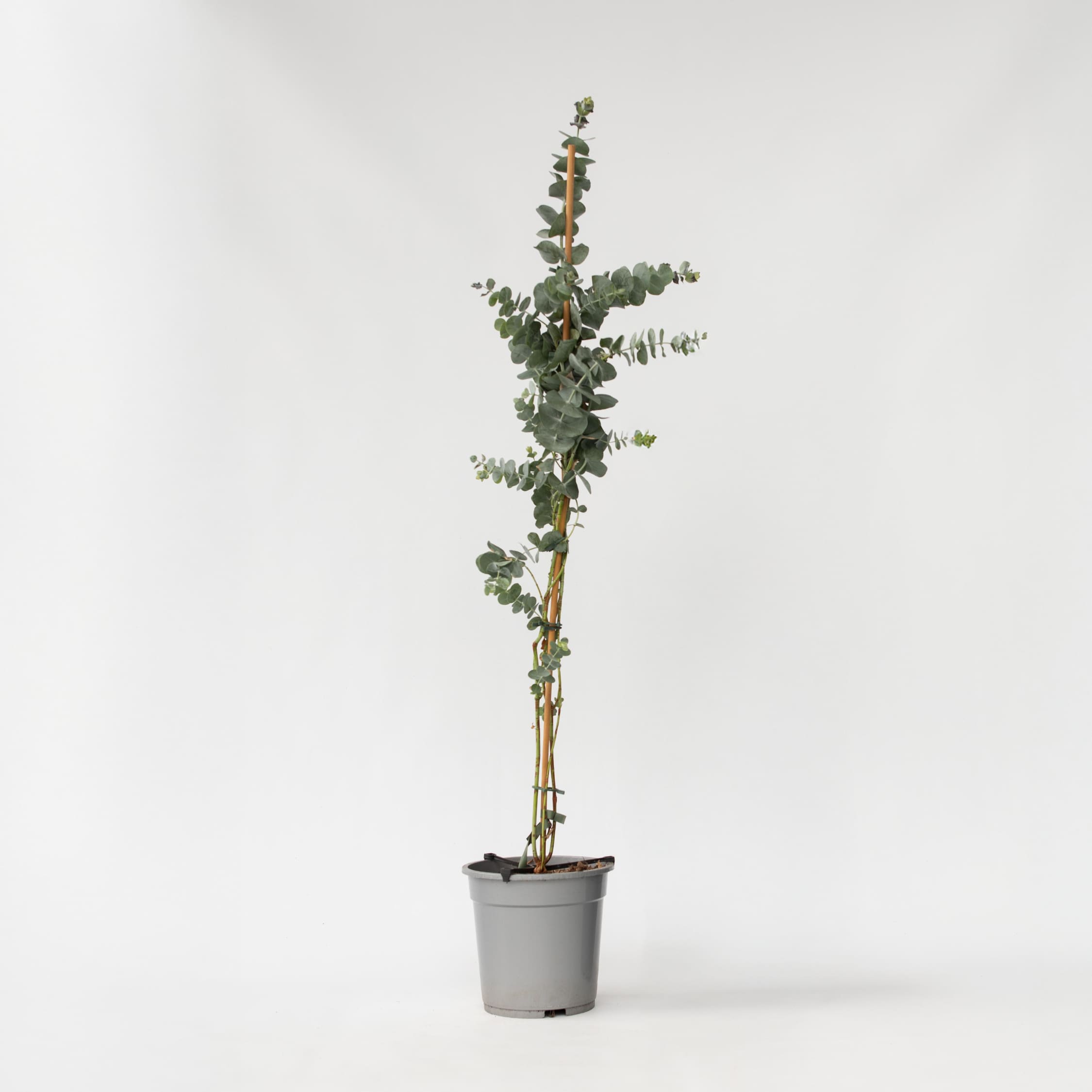 Plant in a Box - Eukalyptus - Eucalyptus cinerea 'Silver Dollar' - H&ouml;he 90-110cm - Topf 19cm 