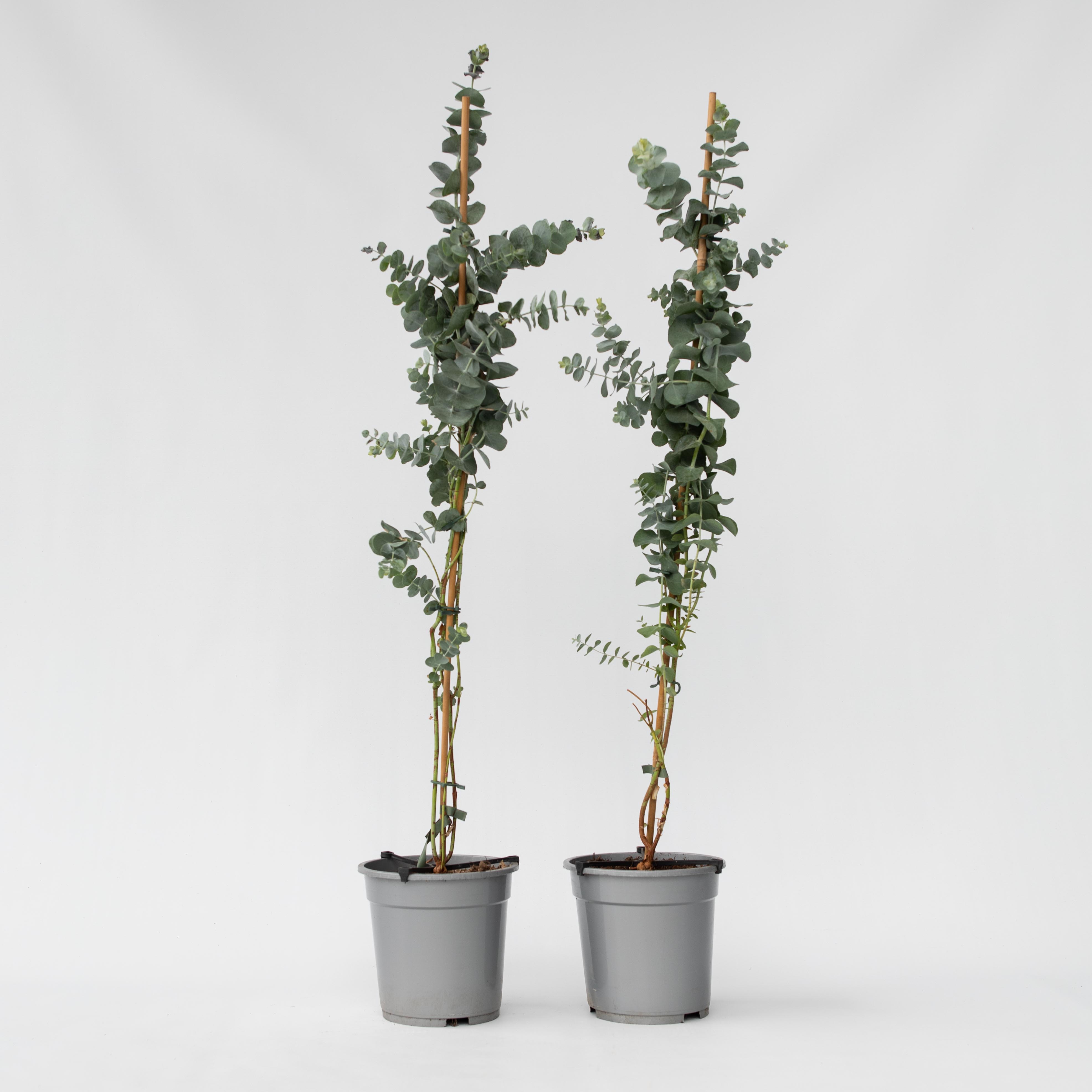 Plant in a Box - Eukalyptus - 2 Stk - Eucalyptus cinerea 'Silver Dollar' - H&ouml;he 90-110cm - Topf 19cm 
