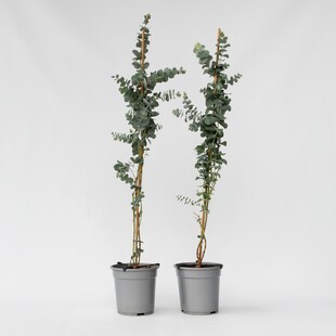 Plant in a Box - Eukalyptus - 2 Stk - Eucalyptus cinerea 'Silver Dollar' - Höhe 90-110cm - Topf 19cm 