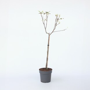 Plant in a Box - Apfelbaum - Malus domestica 'Elstar' - Höhe 90-100cm - Topf 21cm 