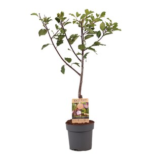Plant in a Box - Pflaumenbaum - Prunus domestica 'Opal' - Höhe 90-100cm - Topf 21cm 