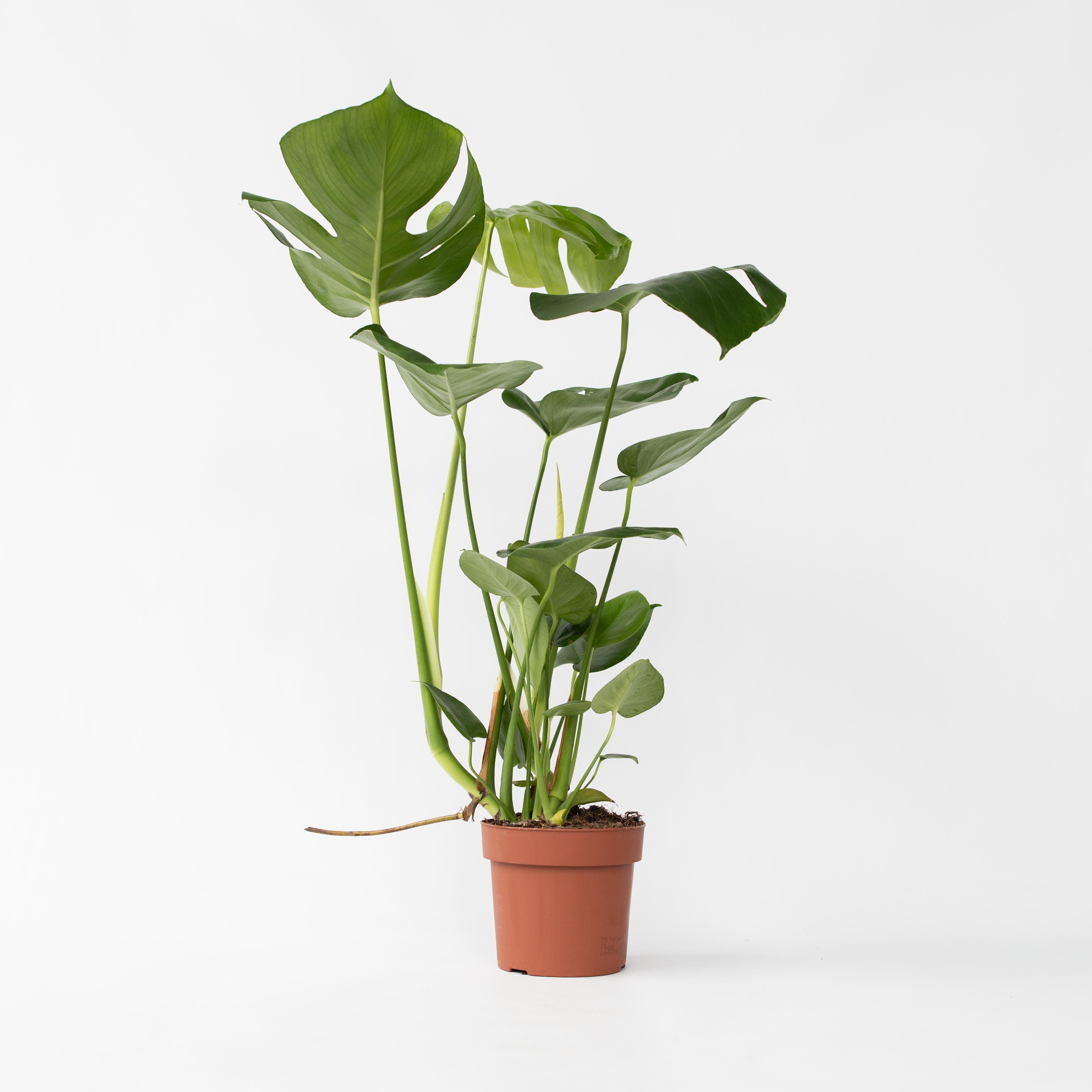 Plant in a Box - Fensterblatt - Monstera deliciosa - H&ouml;he 50-60cm - Topf 17cm 