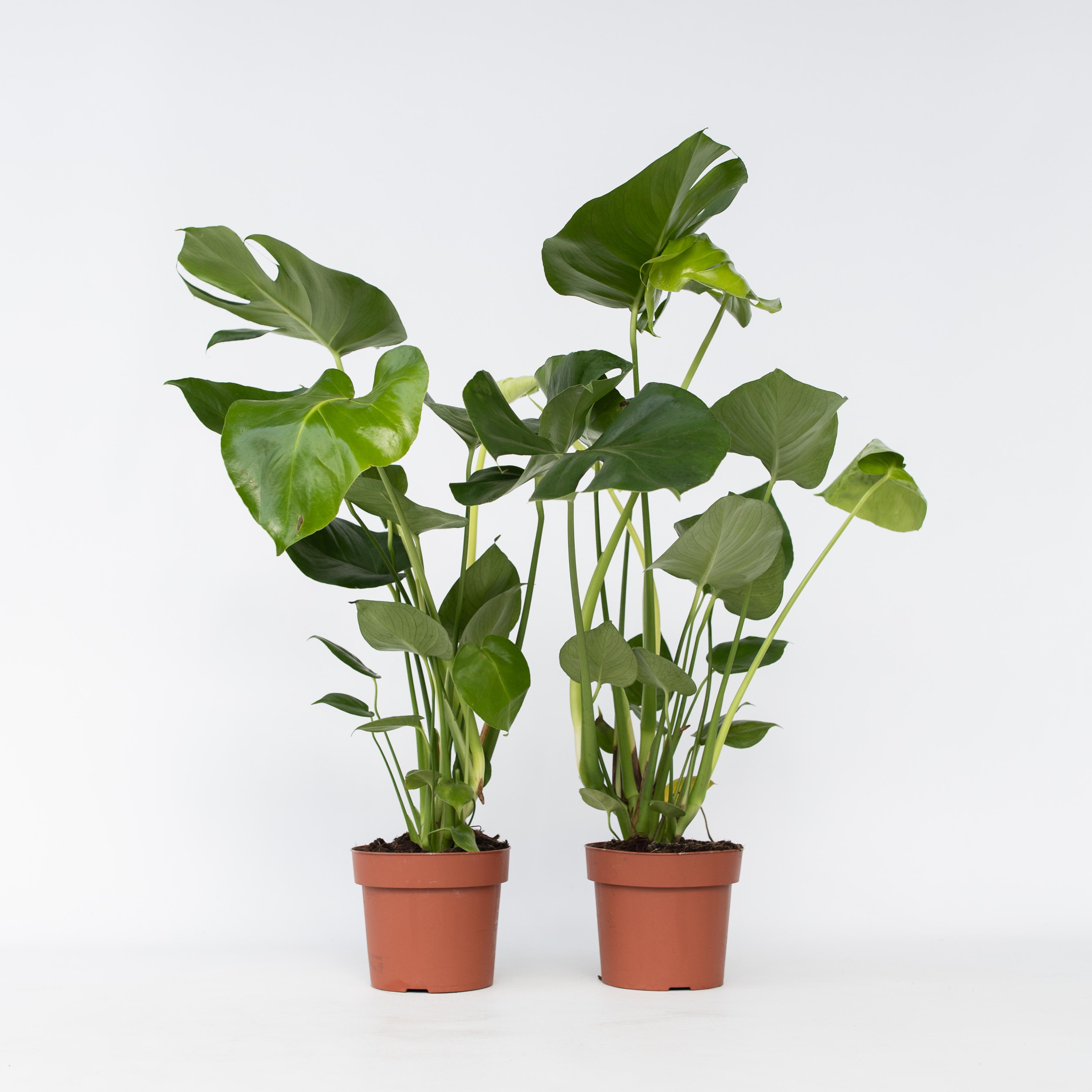 Plant in a Box - Fensterblatt - 2 Stk - Monstera deliciosa - H&ouml;he 50-60cm - Topf 17cm 