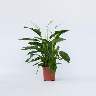 Plant in a Box - Friedenslilie - Einblatt - Spathiphyllum 'Lima' - Höhe 60-75cm - Topf 17cm 