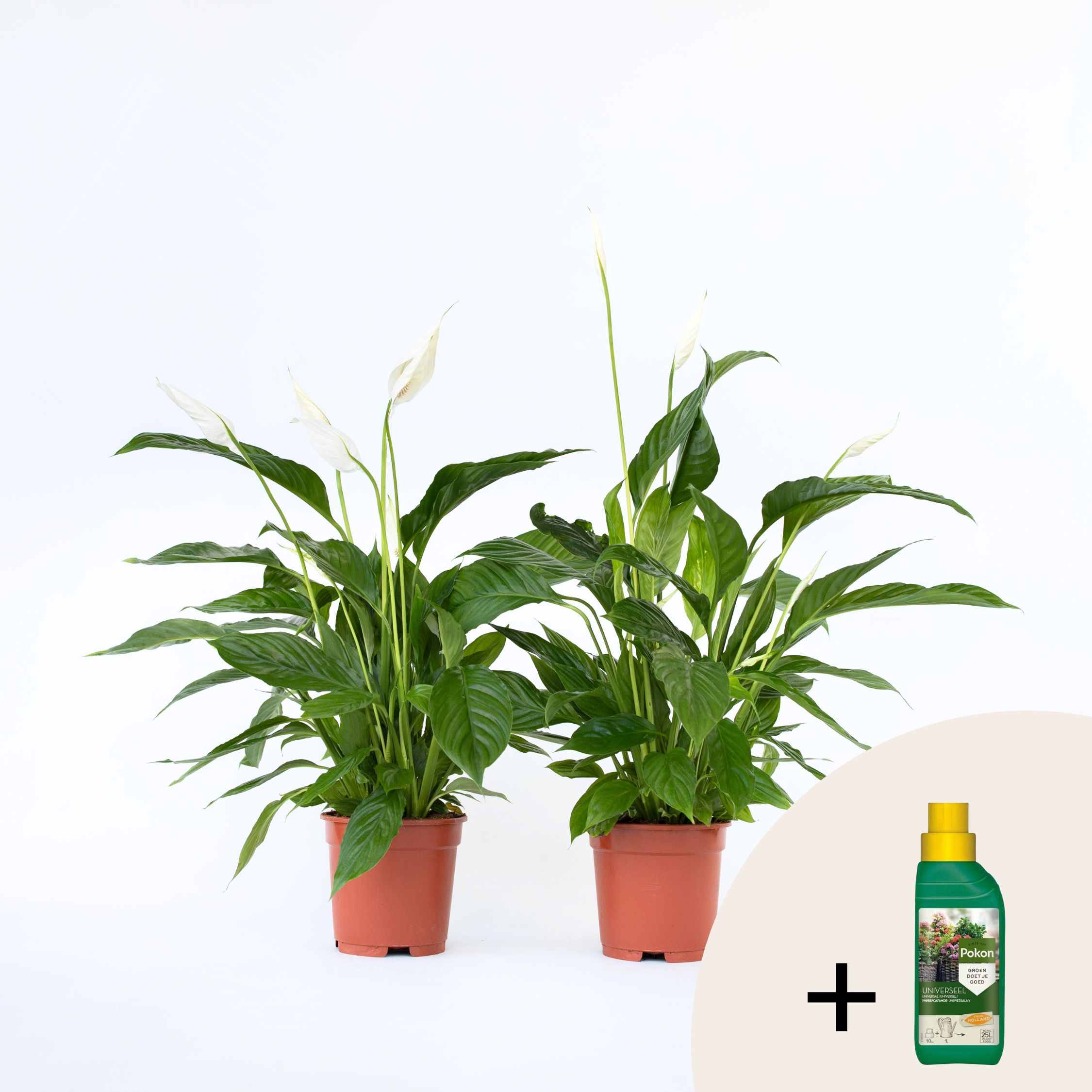 Plant in a Box - Friedenslilie - Einblatt - 2 Stk - Spathiphyllum 'Lima' - H&ouml;he 60-75cm - Topf 17cm 