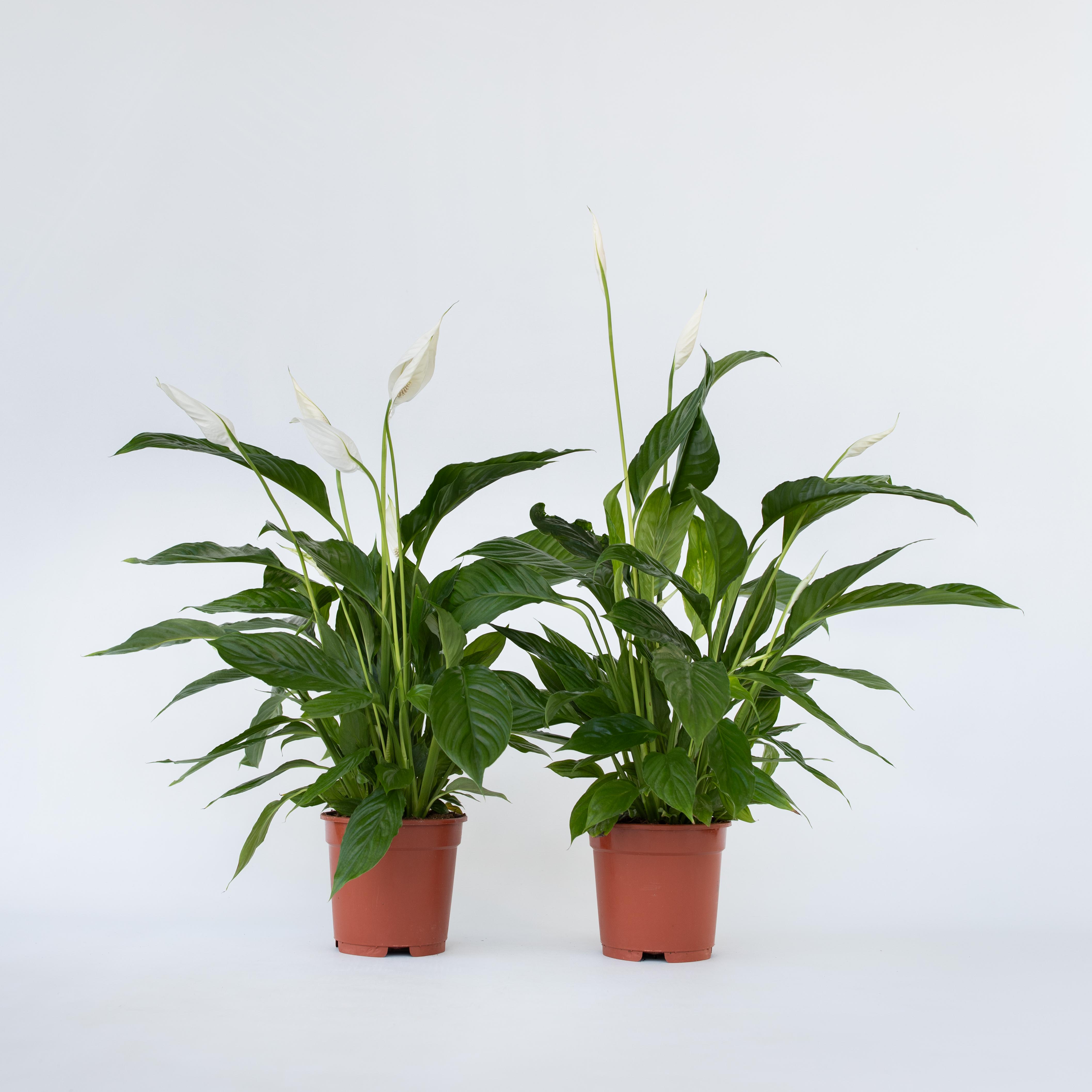 Plant in a Box - Friedenslilie - Einblatt - 2 Stk - Spathiphyllum 'Lima' - H&ouml;he 60-75cm - Topf 17cm 