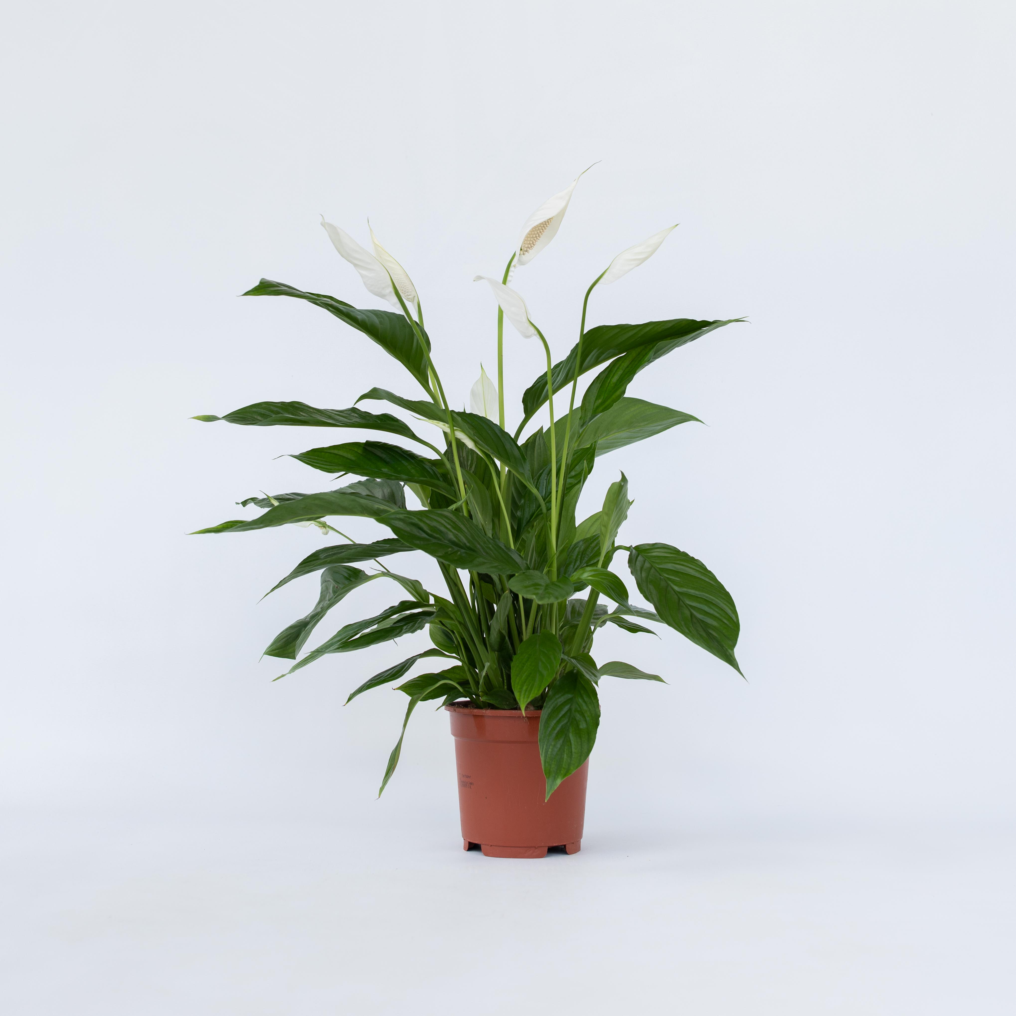 Plant in a Box - Friedenslilie - Einblatt - 4 Stk - Spathiphyllum 'Lima' - H&ouml;he 60-75cm - Topf 12cm 