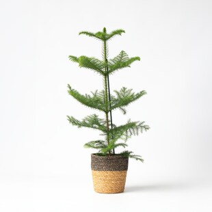 Plant in a Box - Norfolktanne - Araucaria heterophylla - Höhe 50-60cm - Topf 17cm 