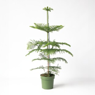 Plant in a Box - Norfolktanne - Araucaria heterophylla - Höhe 70-80cm - Topf 21cm 