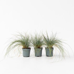 Plant in a Box - Blaugrünes Schwingel - 9 Stk - Festuca glauca Elijah Blue - Höhe 10-15cm - Topf 9cm 
