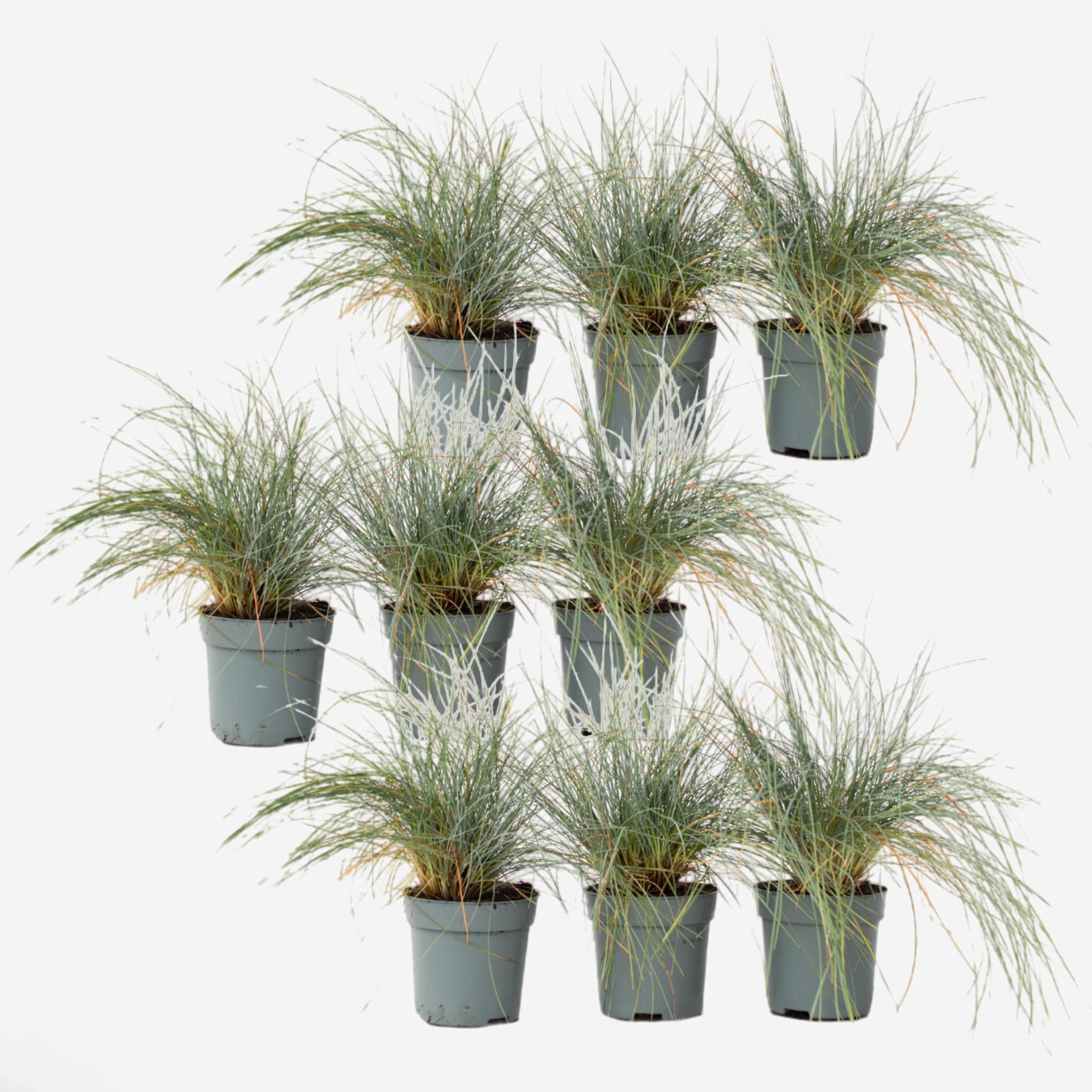 Plant in a Box - Blaugr&uuml;nes Schwingel - 18 Stk - Festuca glauca Elijah Blue - H&ouml;he 10-15cm - Topf 9cm 
