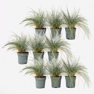 Plant in a Box - Blaugrünes Schwingel - 18 Stk - Festuca glauca Elijah Blue - Höhe 10-15cm - Topf 9cm 
