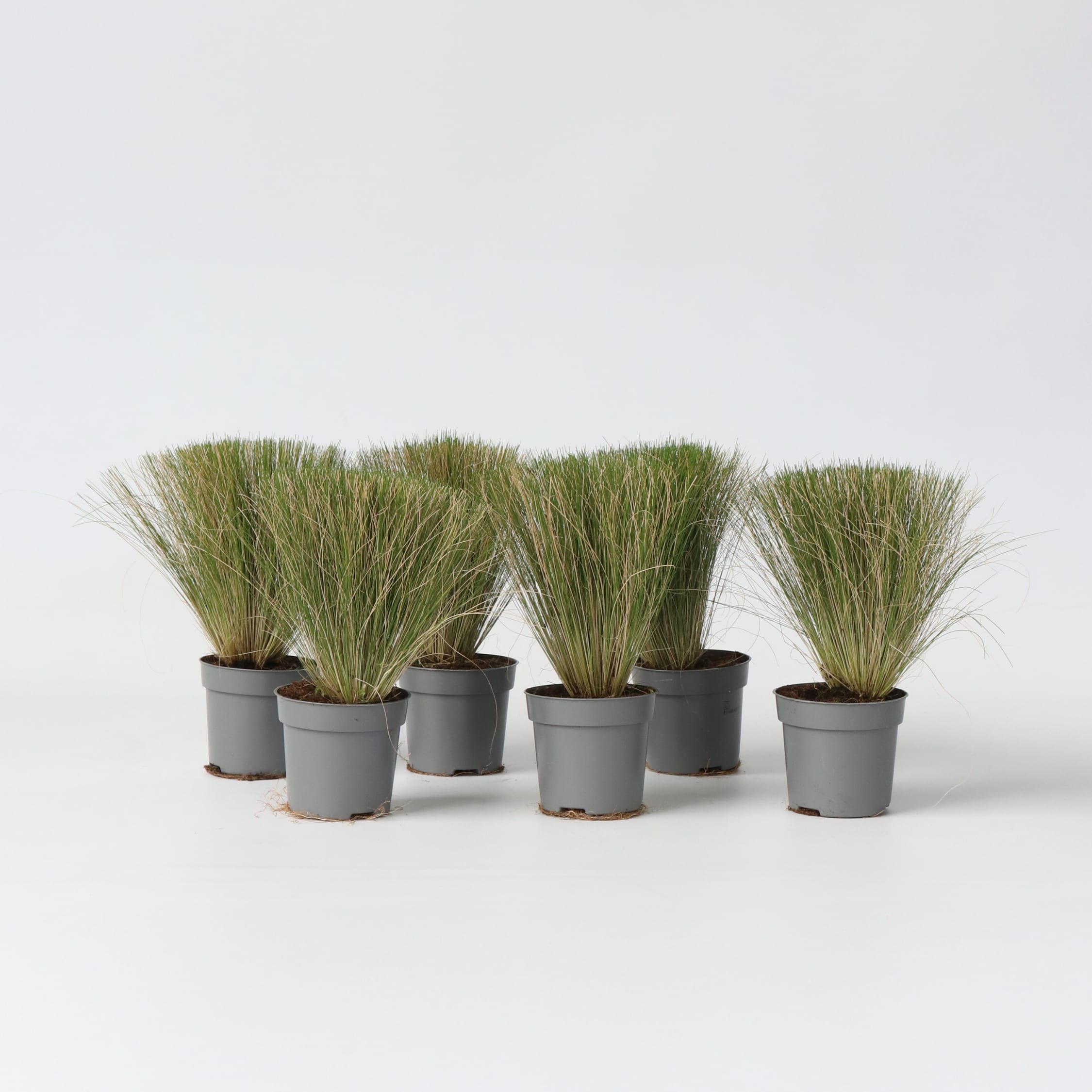 Plant in a Box - Federgras - 6 Stk - Stipa tenuifolia 'Pony Tails' - H&ouml;he 20-30cm - Topf 9cm 