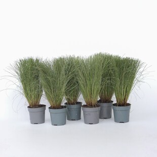 Plant in a Box - Federgras - 9 Stk - Stipa tenuifolia 'Pony Tails' - Höhe 20-30cm - Topf 9cm 