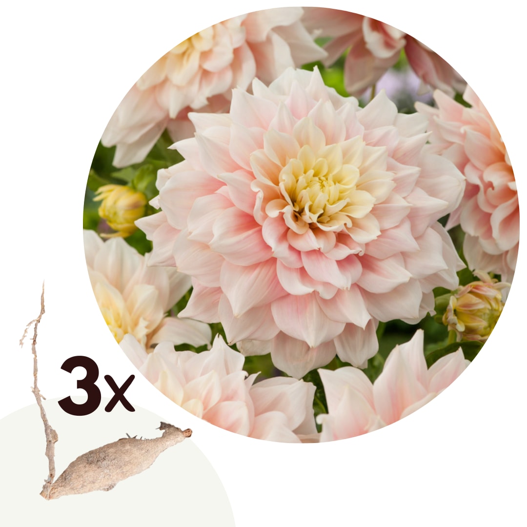 Plant in a Box - Dahlien - 3er Set - Dahlia 'Break Out' - Dahlienknollen - Rosa Bl&uuml;ten 