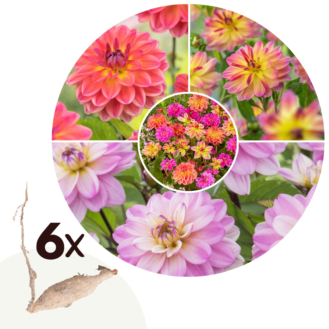 Plant in a Box - Dahlien - 6er Set - Dahlia 'Pacific Mix' - Dahlienknollen - Mehrfarbige Bl&uuml;ten 