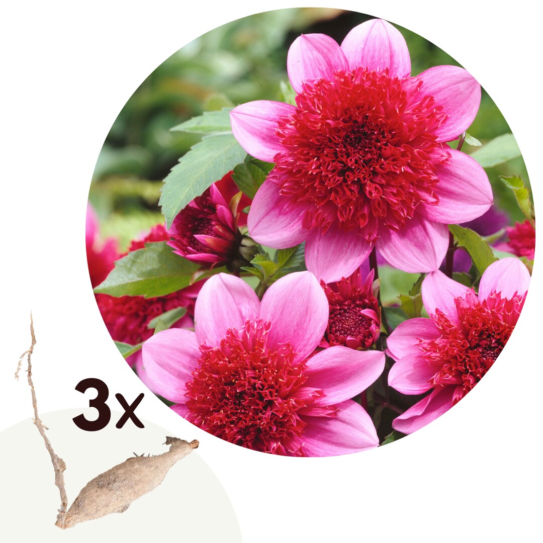 Plant in a Box - Dahlien - 3er Set - Dahlia 'Blue Bayou' - Dahlienknollen