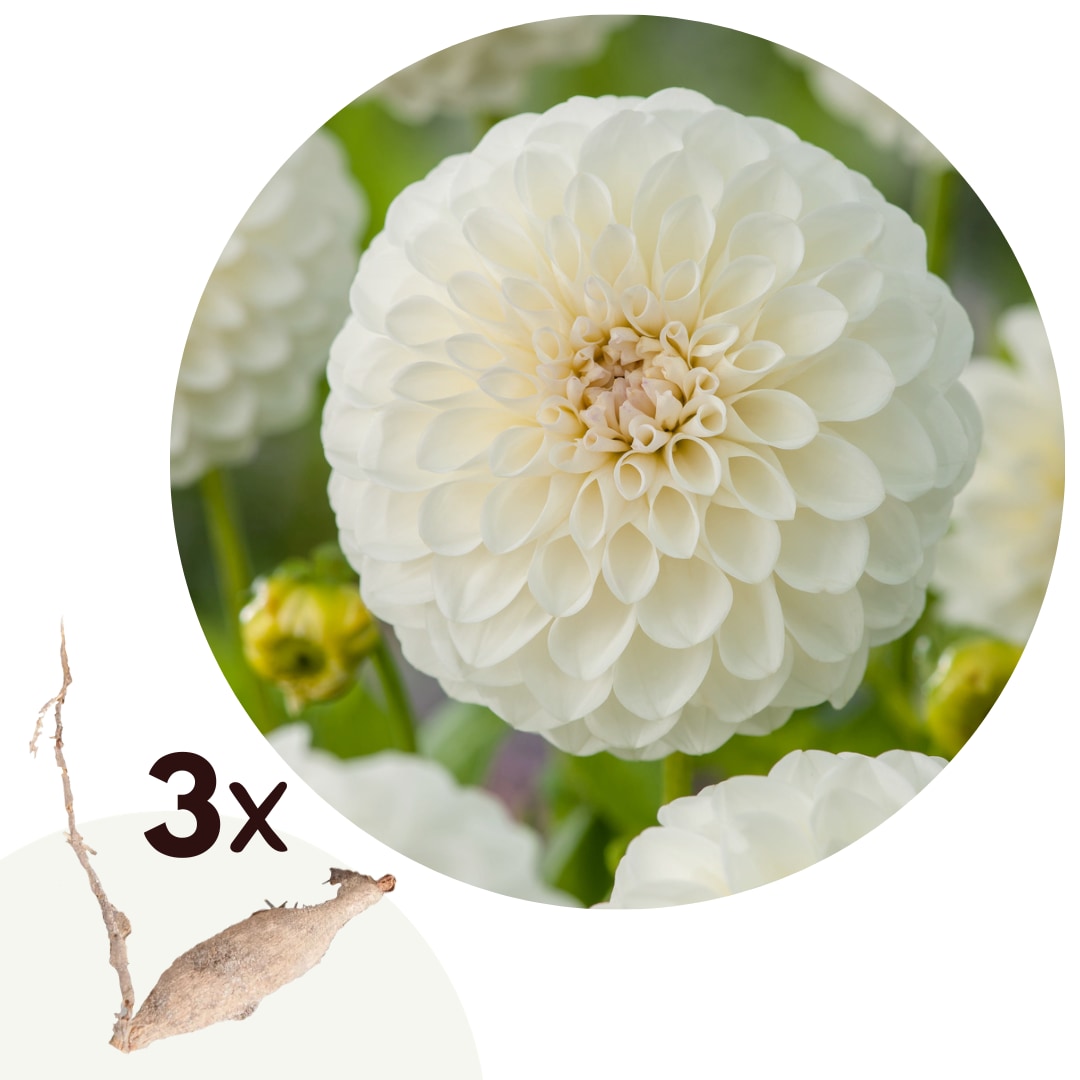 Plant in a Box - Dahlien - 3er Set - Dahlia 'Boom Boom White' - Dahlienknollen - Wei&szlig;e Bl&uuml;ten 