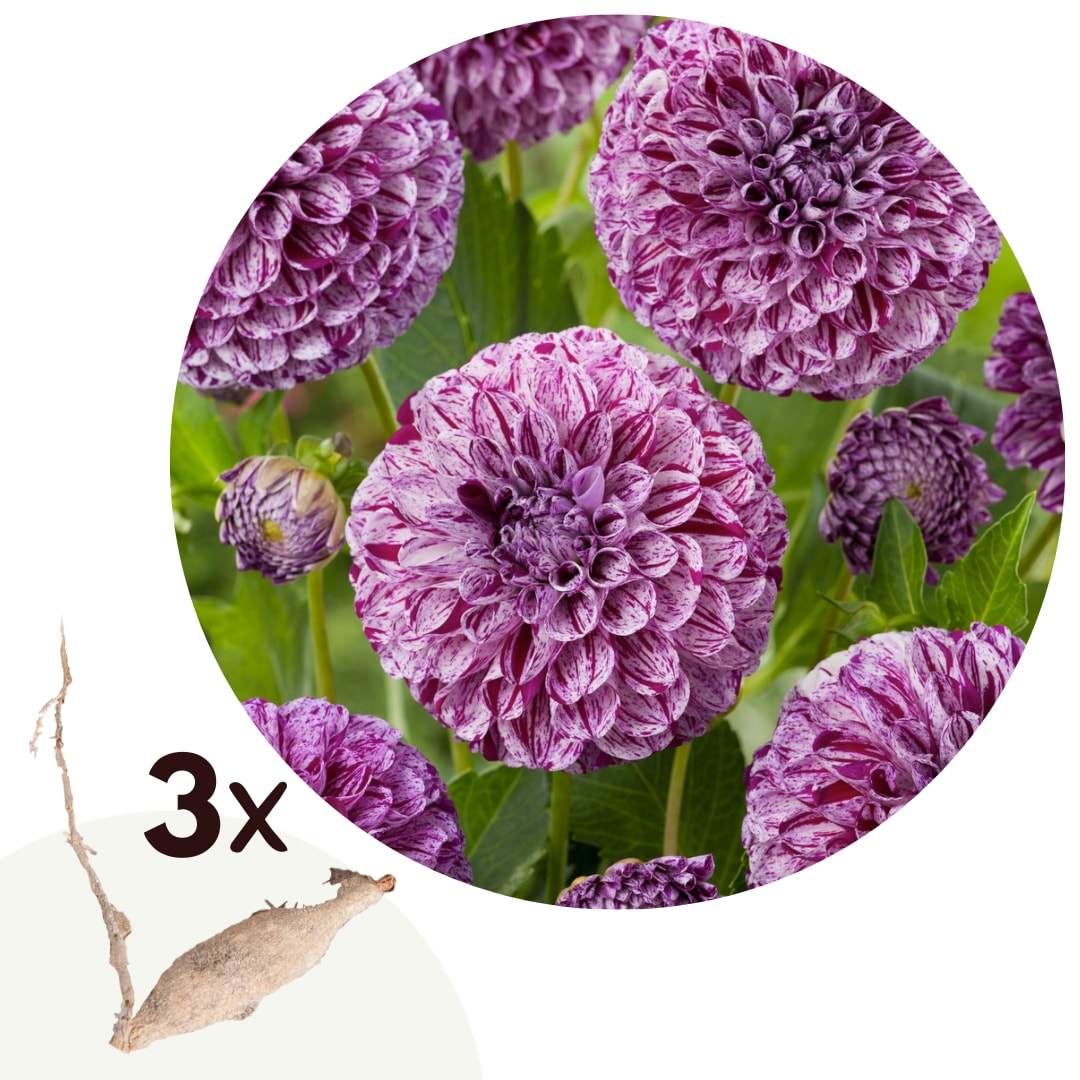Plant in a Box - Dahlien - 3er Set - Dahlia 'Marble Ball' - Dahlienknollen - Mehrfarbige Bl&uuml;ten 