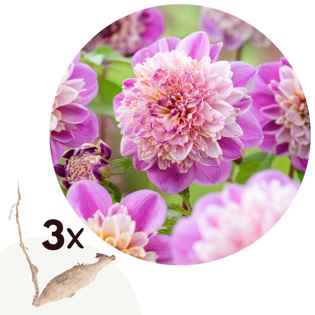 Plant in a Box - Dahlien - 3er Set - Dahlia 'Take Off' - Dahlienknollen - Rosa und Wei&szlig;e Bl&uuml;ten 