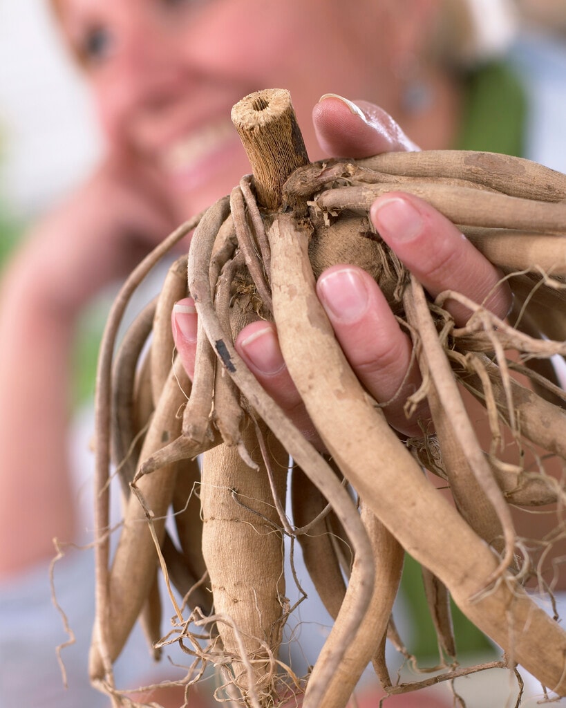 Plant in a Box - Dahlien - 3er Set - Dahlia 'Totally Tangerine' - Dahlienknollen - Oranje Bl&uuml;ten 