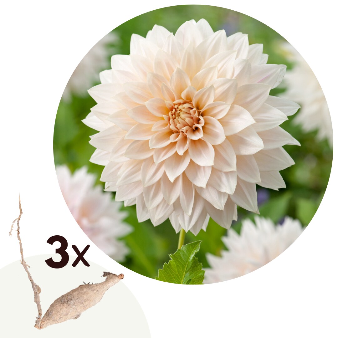 Plant in a Box - Dahlien - 3er Set - Dahlia 'Caf&eacute; au Lait' - Dahlienknollen - Mehrfarbige Bl&uuml;ten 