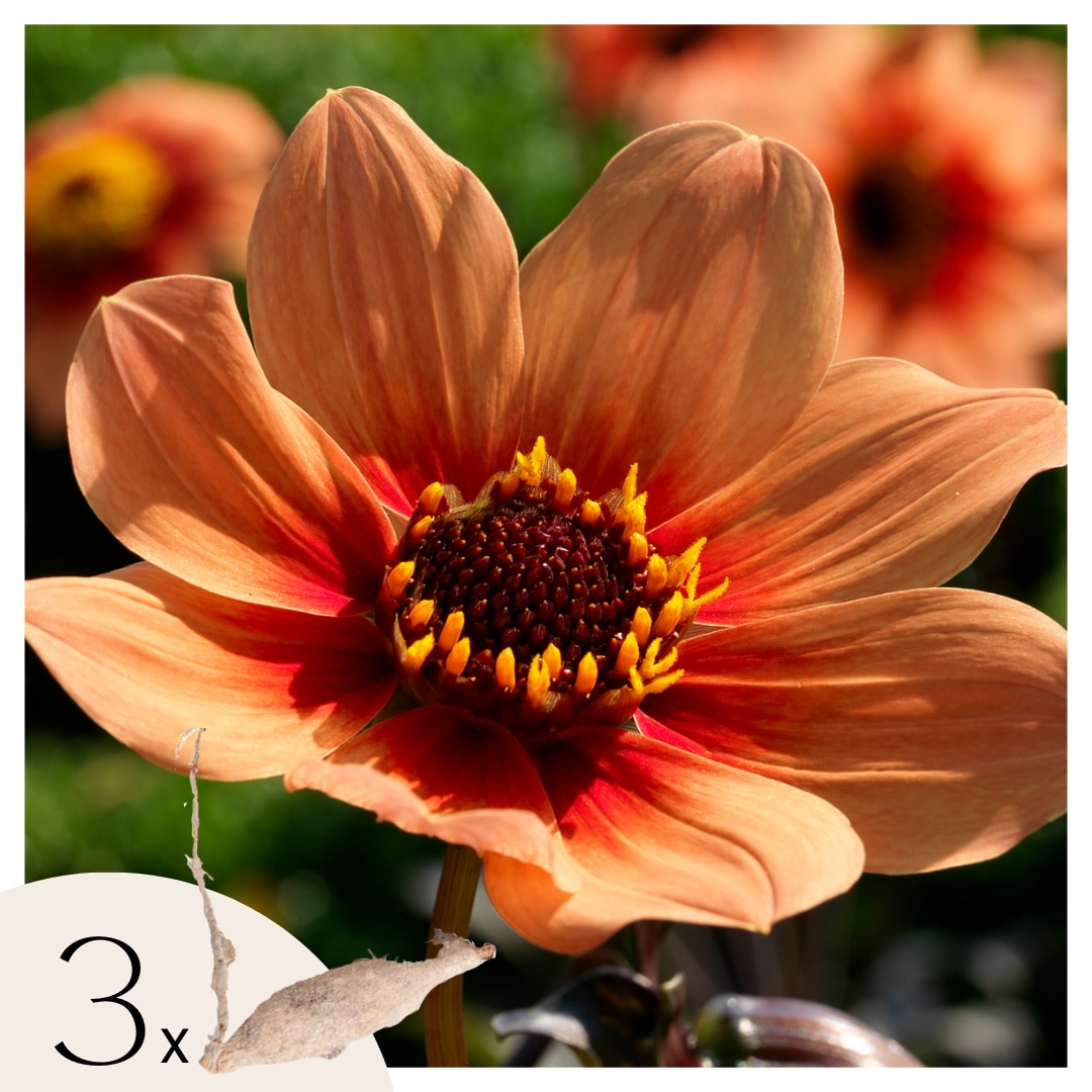 Plant in a Box - Dahlien - 3er Set - Dahlia 'Happy Single First Love' - Dahlienknollen 