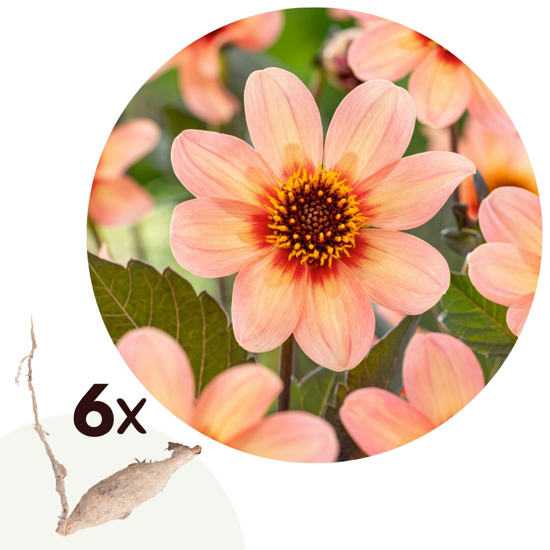 Plant in a Box - Dahlien - 6er Set - Dahlia 'Happy Single First Love' - Dahlienknollen 