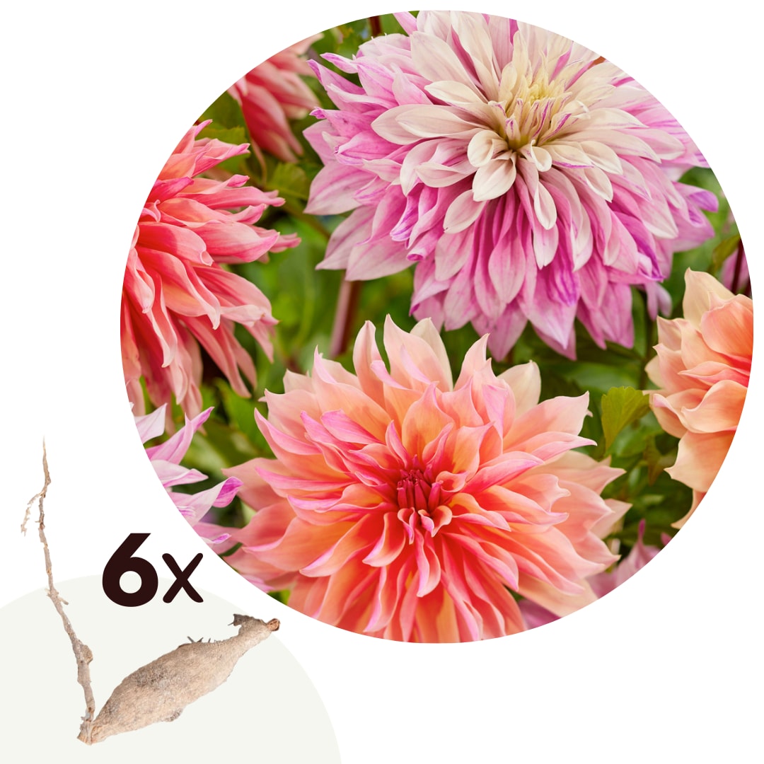 Plant in a Box - Dahlien - 6er Set - Dahlia 'Labyrinth', 'Labyrint Twotone' - Dahlienknollen 