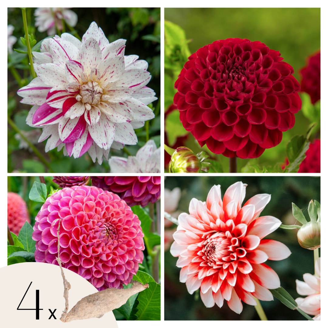 Plant in a Box - Dahlien - 4er Set - Dahlia 'Bouqet Sunset' - Dahlienknollen - Mehrfarbige Bl&uuml;ten 