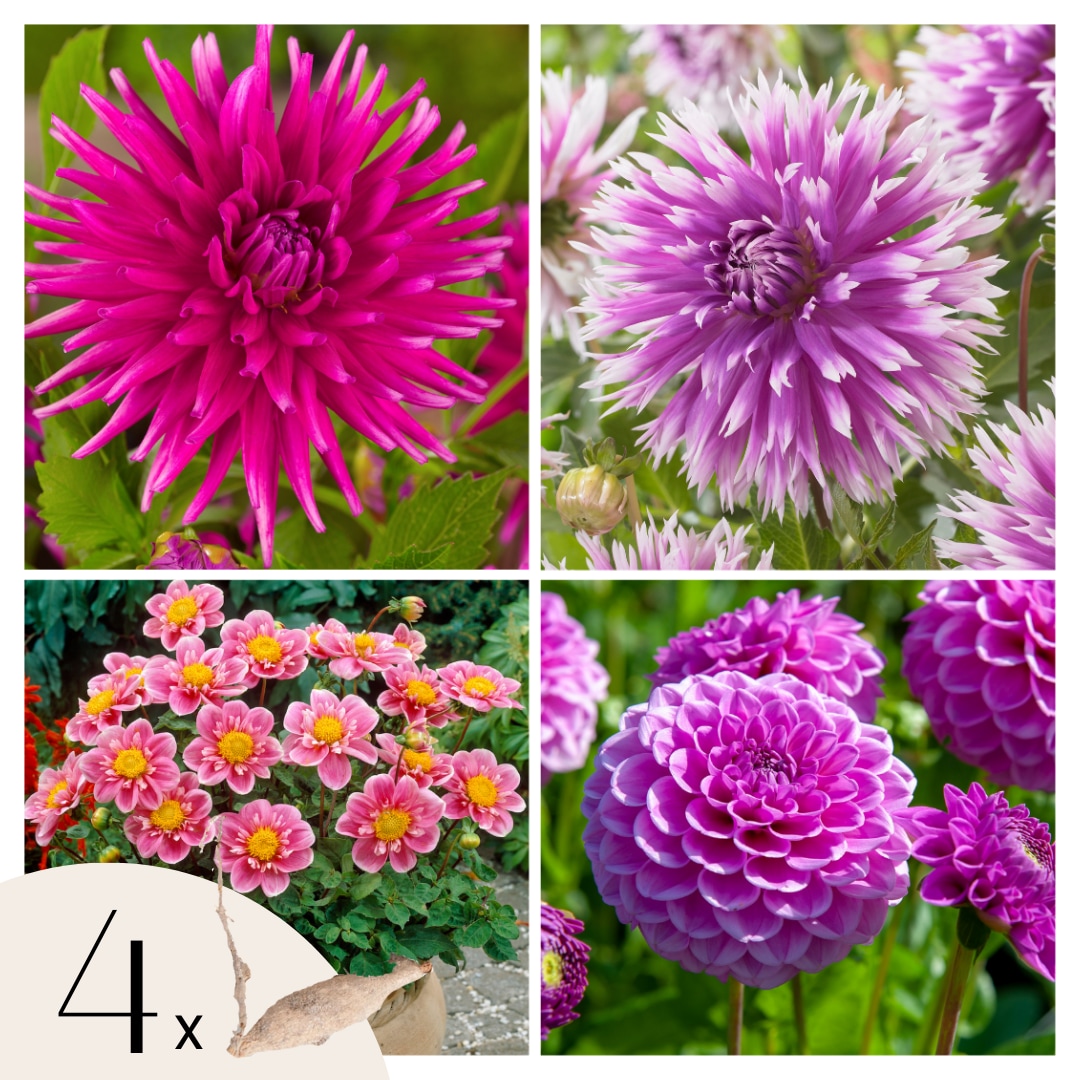 Plant in a Box - Dahlien - 4er Set - Dahlia 'Purple Love' - Dahlienknollen - Violette Bl&uuml;ten 