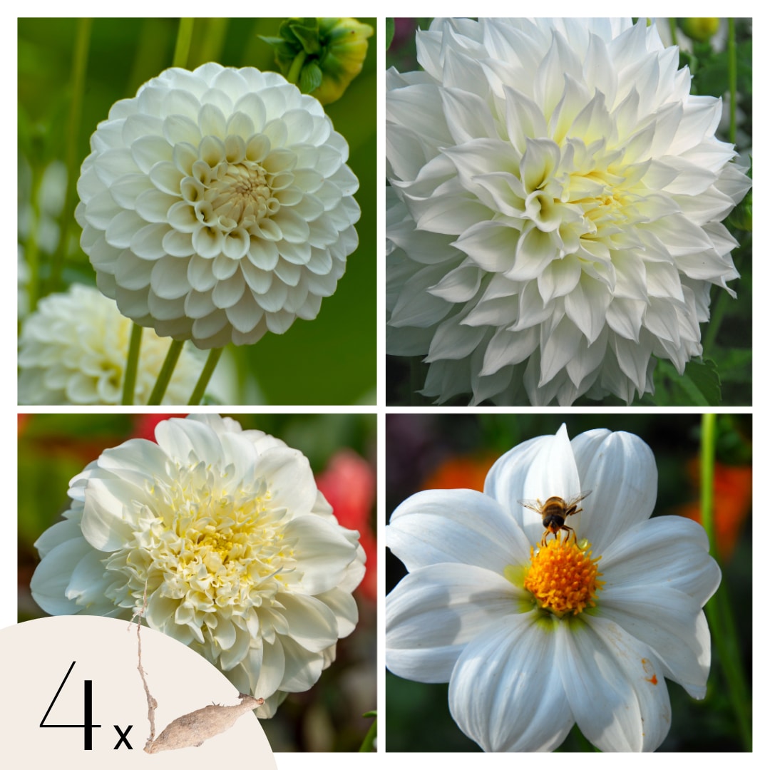 Plant in a Box - Dahlien - 4er Set - Dahlia 'White Love' - Dahlienknollen - Wei&szlig;e Bl&uuml;ten 