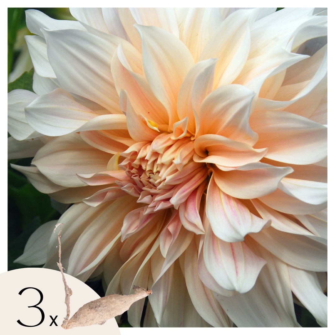 Plant in a Box - Dahlien - 3er Set - Dahlia 'Cafe au Lait' XXL - Dahlienknollen - Mehrfarbig 