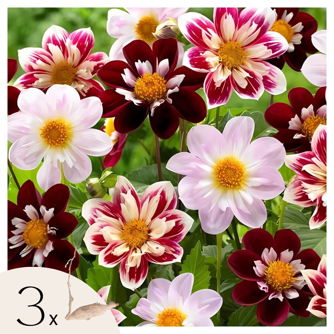 Plant in a Box - Dahlien - 3er Set - Dahlia 'Favorite ballet - Dahlienknollen - Mehrfarbig 