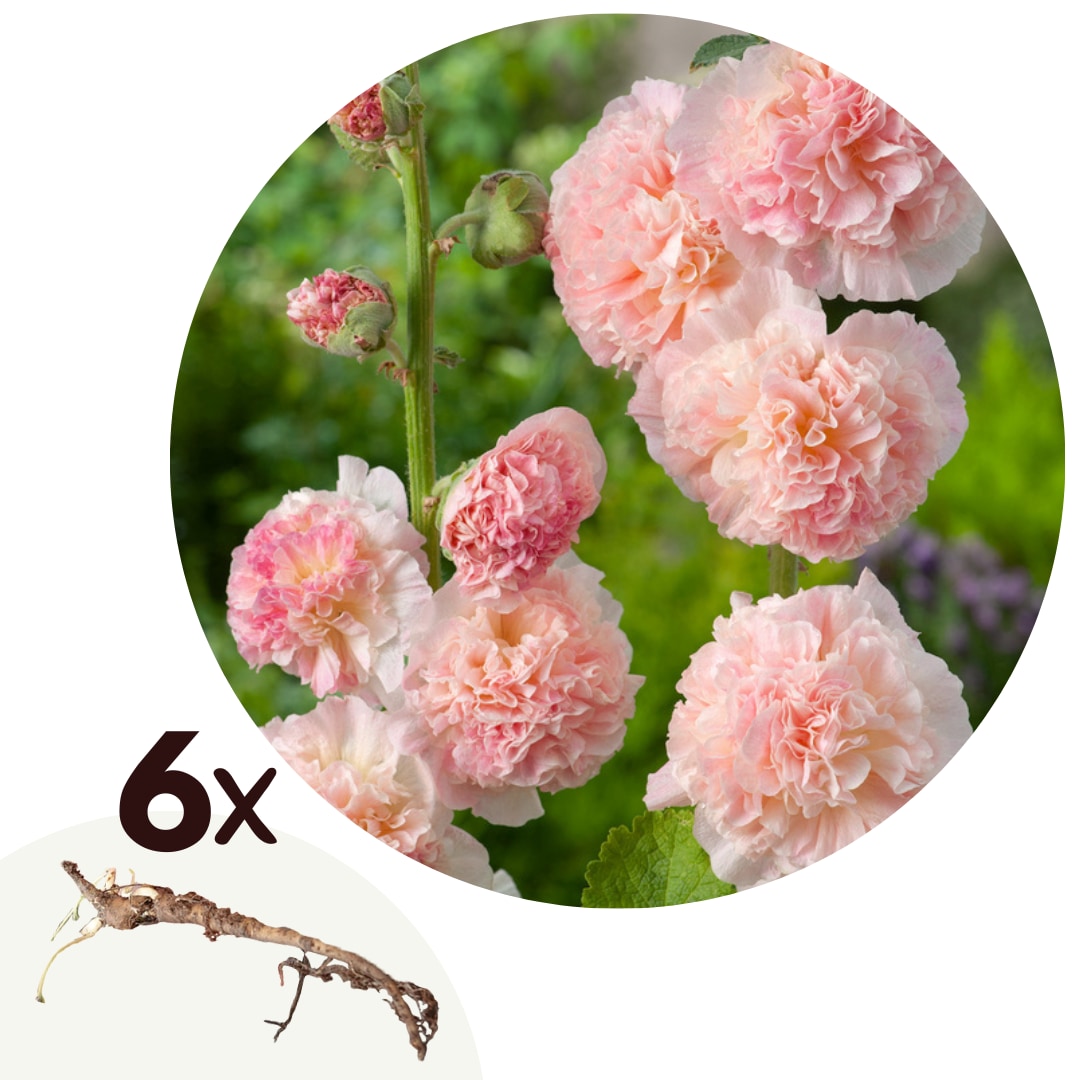 Plant in a Box - Stockrose - 6 Stk - Alcea Rosea 'Peaches 'N Dreams' - Wurzelst&ouml;cke 