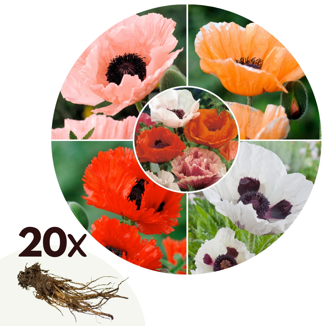 Plant in a Box - Mohnblumen - 20 Stk - Papaver orientale - Rhizome - Mehrfarbig 