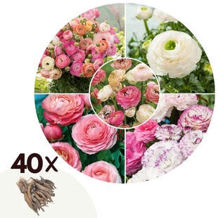 Plant in a Box - Ranunkeln - 40 Stk - Ranunculus - Blumenzwiebeln - Mehrfarbig 