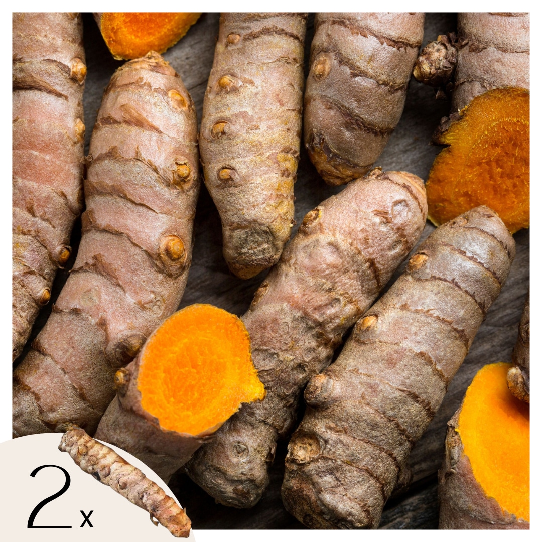 Plant in a Box - Kurkuma - 2 Stk. - Curcuma Longa - Rhizome 