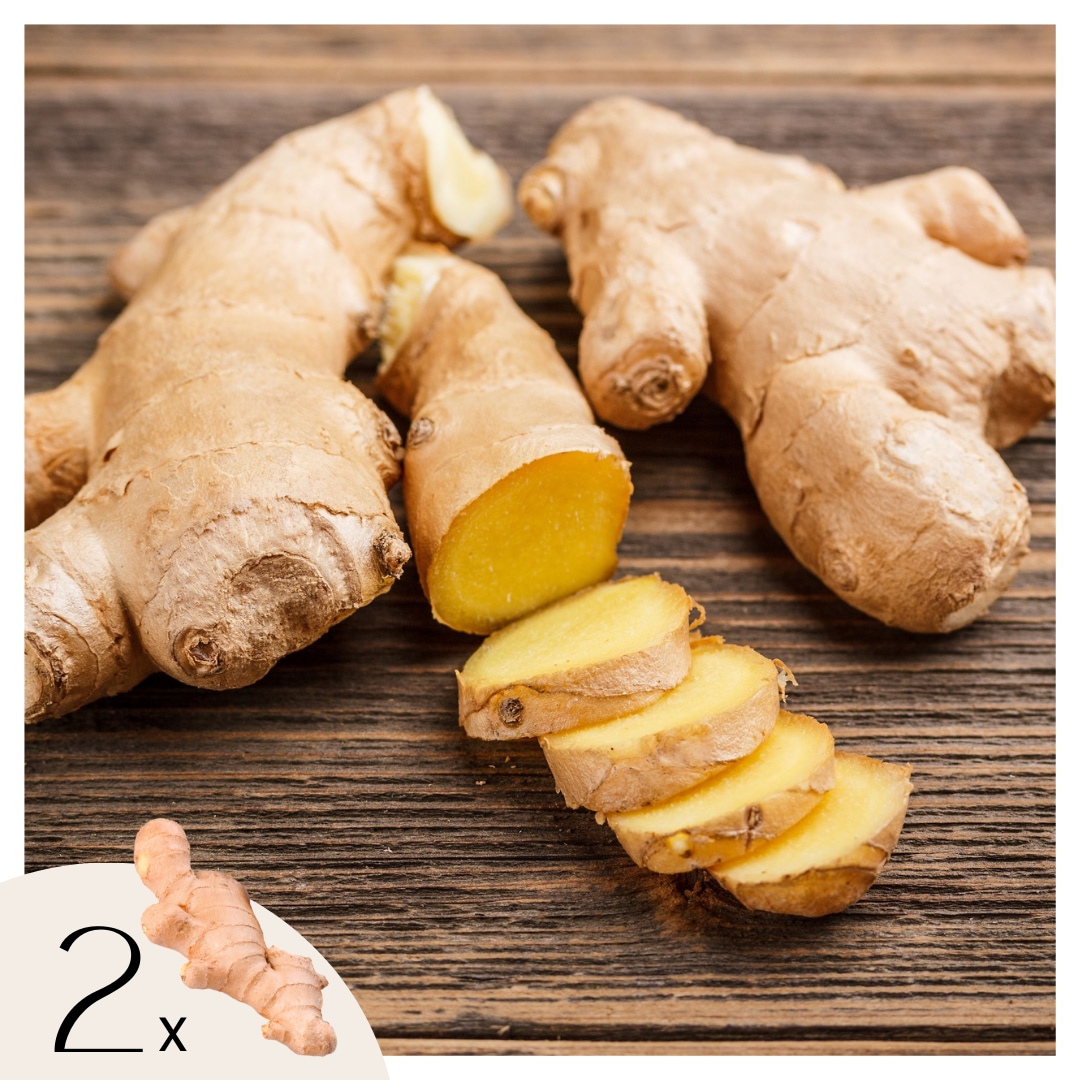 Plant in a Box - Ingwer - 2 Stk. - Ginger Officinale - Rhizome 