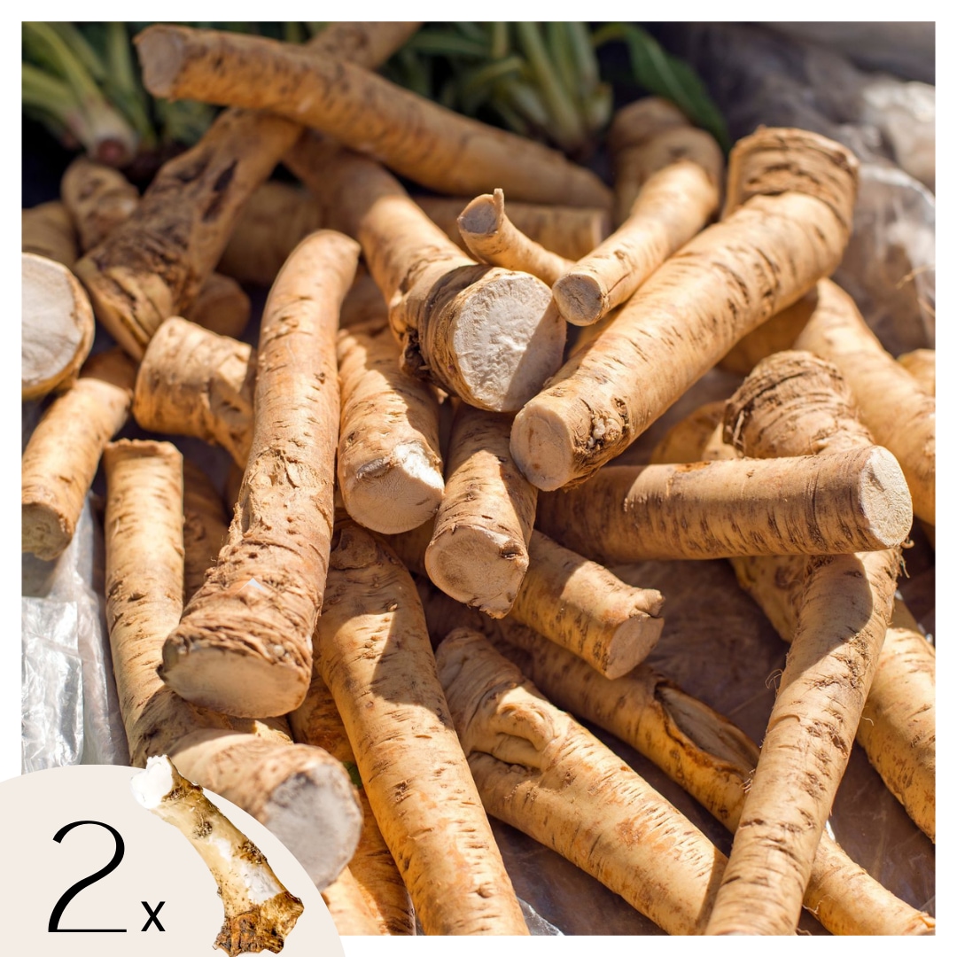 Plant in a Box - Meerrettich - 2 Stk. - Armoracia rusticana - Rhizome 