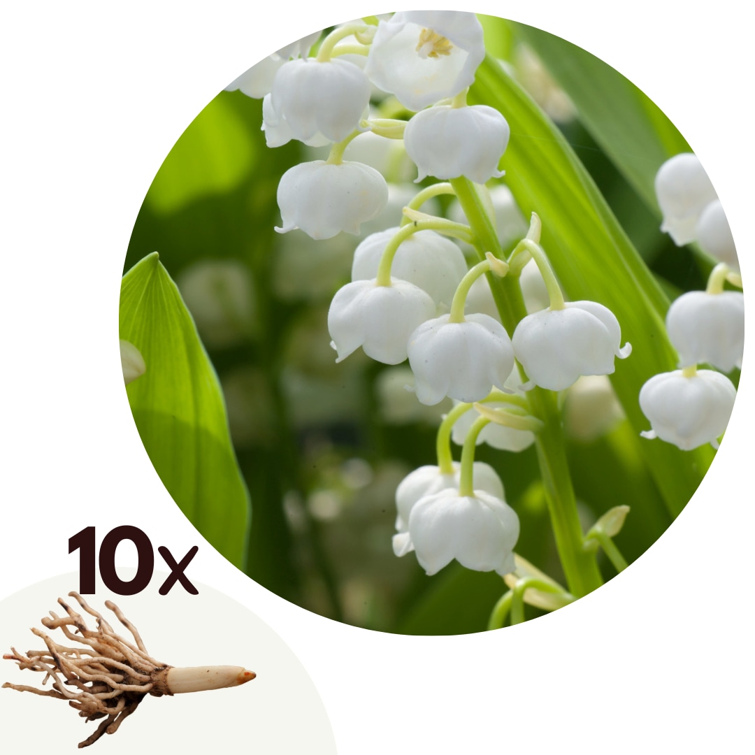Plant in a Box - Maigl&ouml;ckchen - 10 Stk - Convallaria 'Majalis' - Blumenzwiebeln - Wei&szlig; 