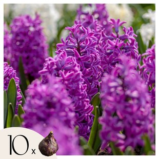Plant in a Box - Hyazinthenzwiebeln - 10er Set - Hyacinthus 'Purple Voice' - Blumenzwiebeln 