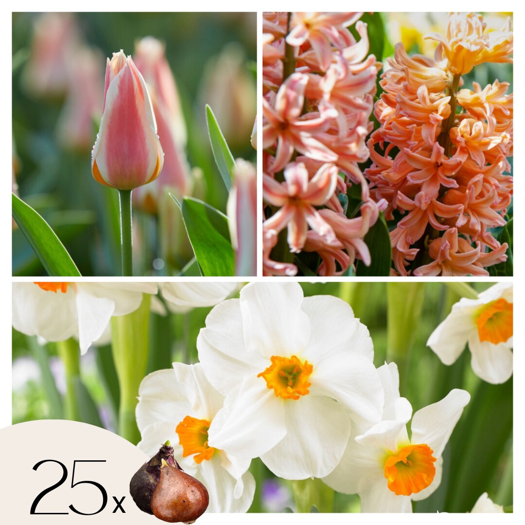 Plant in a Box - Blumenzwiebeln 'Peach Blush' - 25 Stk - Narcissus, Tulipa, Hyacinthus 