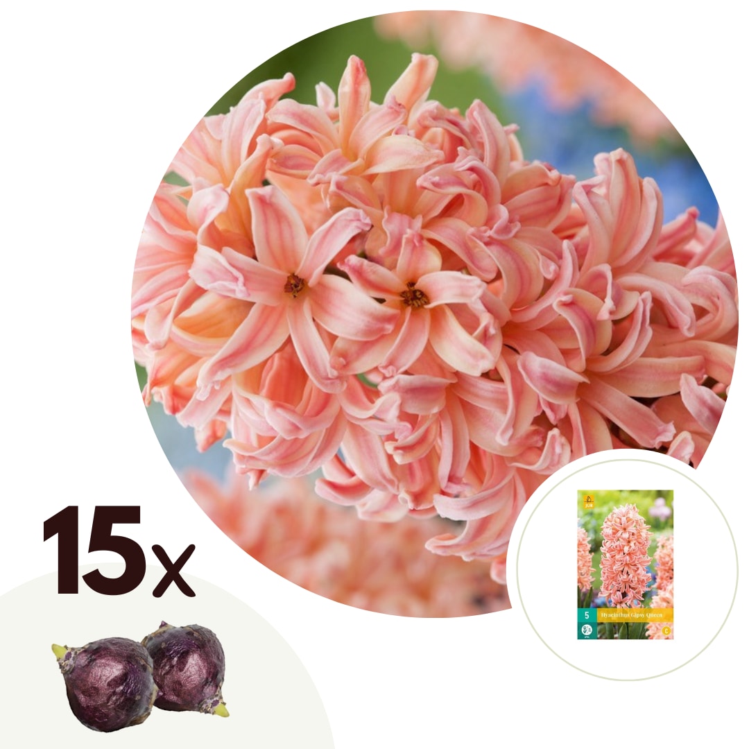 Plant in a Box - Hyazinthenzwiebeln - 15 Stk - Hyacinthus 'Gipsy Queen' - Blumenzwiebeln - Orange 