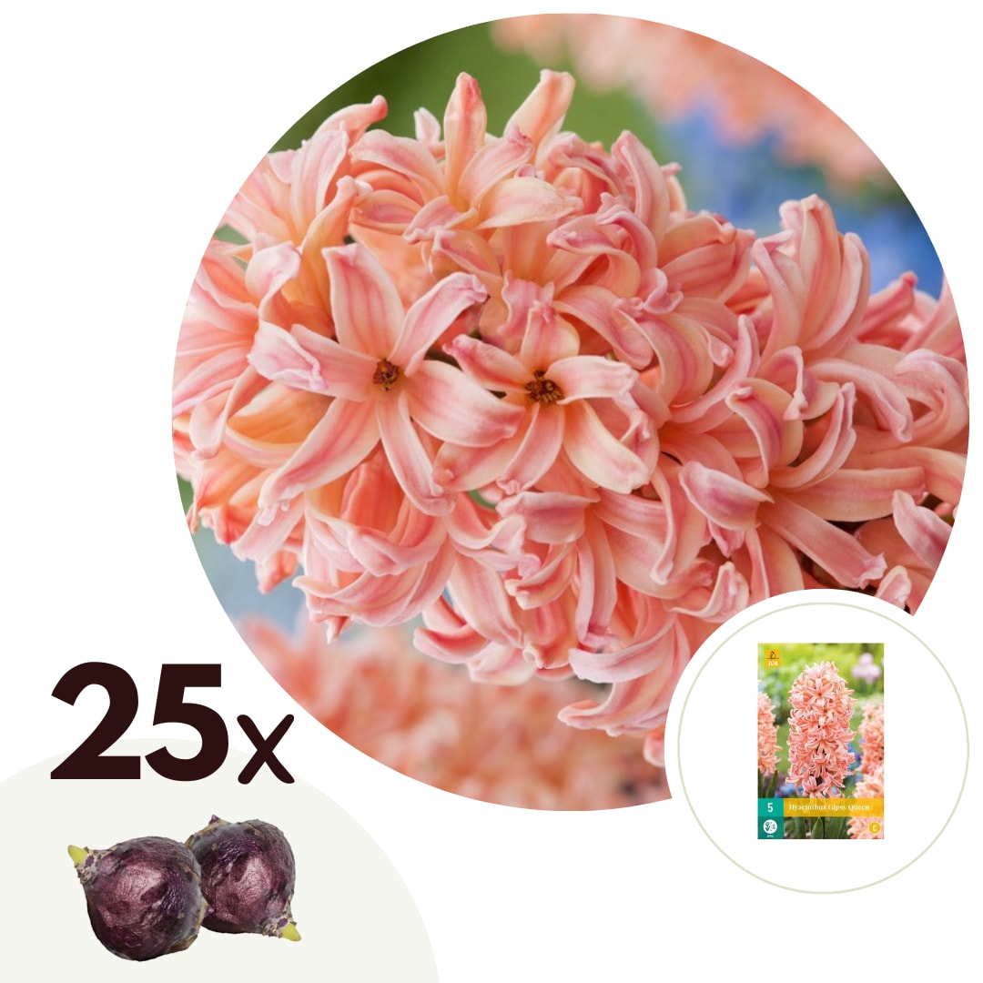 Plant in a Box - Hyazinthenzwiebeln - 25 Stk - Hyacinthus 'Gipsy Queen' - Blumenzwiebeln - Orange 