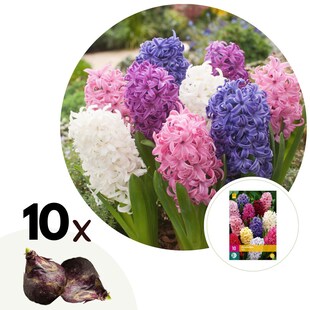 Plant in a Box - Hyazinthenzwiebeln - 10 Stk - Hyacinthus - Blumenzwiebeln - Mehrfarbig 