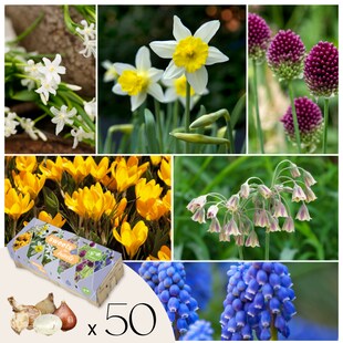 Plant in a Box - Blumenzwiebeln für Insekten - Mischung mit 50 Stück - Winterhart & mehrjährig 